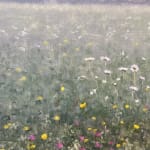 Thomas Sarrantonio, Field Painting July 19, 2021