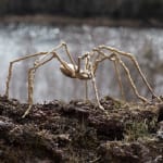 Helen Denerley Golden spider