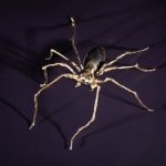 Helen Denerley, Tiny Spider, 2024