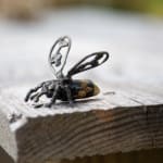 Helen Denerley bee