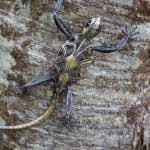Helen Denerley Lizard