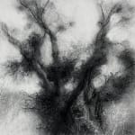 Tansy Lee Moir, Sprig, 2025