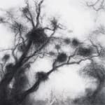 Tansy Lee Moir, Sprig, 2025