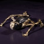 Helen Denerley, Beetle Specimen Box, 2023