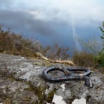 Helen Denerley snake