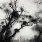 Tansy Lee Moir, Sprig, 2025