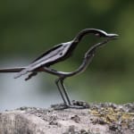 Small BIrd Helen Denerley