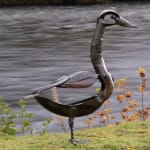 Whooper Swan | HElen Denerley