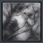 Tansy Lee Moir, Sprig, 2025