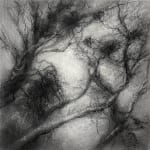Tansy Lee Moir, Sprig, 2025