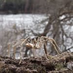 Helen Denerley, Spider, 2023