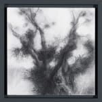Tansy Lee Moir, Sprig, 2025