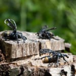 Helen Denerley, Spider, 2023