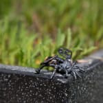 Helen Denerley, Spider, 2023