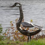 Helen Denerley, Whooper Swan
