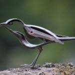 Wee bird Helen Denerley