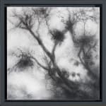 Tansy Lee Moir, Sprig, 2025