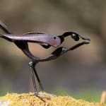 Helen Denerley - small bird
