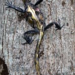 Lizard Helen Denerley