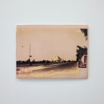 Timothy Webby, Untitled (Lilies), 2025