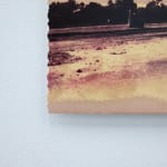 Timothy Webby, Untitled (Lilies), 2025