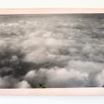 Timothy Webby, Untitled (Lilies), 2025