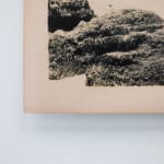 Timothy Webby, Untitled (Lilies), 2025