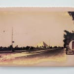 Timothy Webby, Untitled (Lilies), 2025