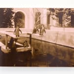 Timothy Webby, Untitled (Lilies), 2025