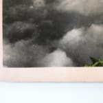 Timothy Webby, Untitled (Lilies), 2025