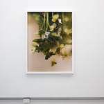 Laura Williams, Respite: Headfirst, 2024