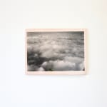 Timothy Webby, Untitled (Lilies), 2025