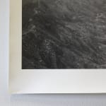 Timothy Webby, Untitled (Lilies), 2025