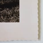 Timothy Webby, Untitled (Lilies), 2025