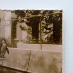 Timothy Webby, Untitled (Lilies), 2025