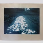 Timothy Webby, Untitled (Lilies), 2025