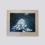 Timothy Webby, Untitled (Lilies), 2025