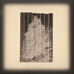 Cathy Rogers, Stipa Gigantea , 2021