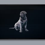 Charles de Meaux, Bestiaire 1, 2025
