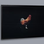 Charles de Meaux, Bestiaire 1, 2025