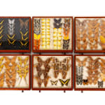 19th Century Butterfly Collection