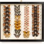 Set of Nine 19th Century Specimen Butterfly Collection Boxes