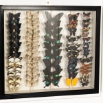 Set of Nine 19th Century Specimen Butterfly Collection Boxes