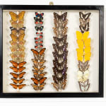 Set of Nine 19th Century Specimen Butterfly Collection Boxes
