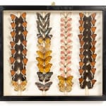 Set of Nine 19th Century Specimen Butterfly Collection Boxes