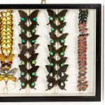 Set of Nine 19th Century Specimen Butterfly Collection Boxes