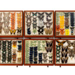 19th Century Butterfly Collection