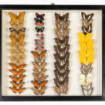 Set of Nine 19th Century Specimen Butterfly Collection Boxes