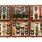 19th Century Butterfly Collection