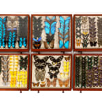 19th Century Butterfly Collection